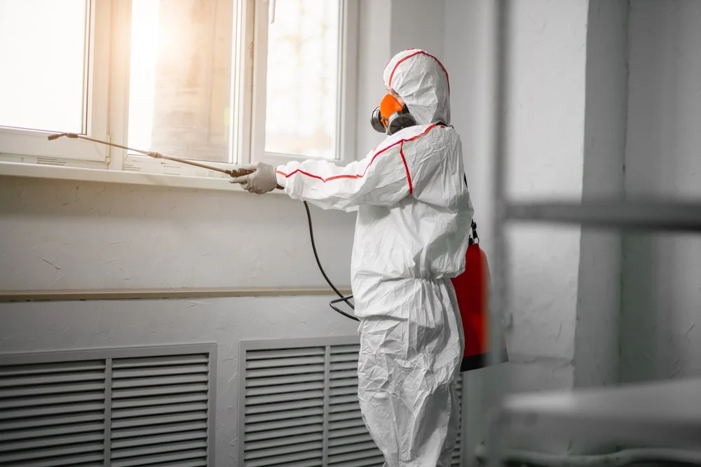 Professional mold remediation services in Rabun Gap, GA